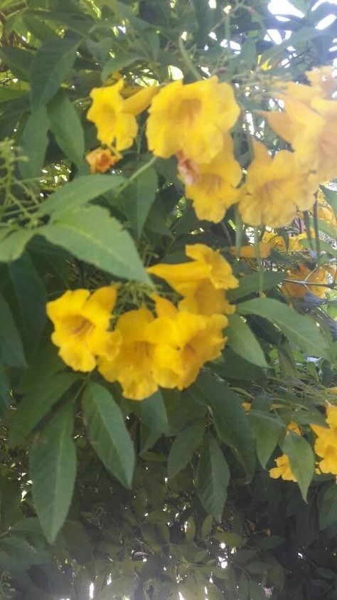 Yellow bells (Tecoma stans) Media No Sound Videos, Flower Videos Nature, Plants Gif, Flower Pot Aesthetic, Flowers Aesthetic Video, Flower Arm Sleeve Tattoo, Flower Arm Sleeve, Flower Design Nails, Flower Nails Design