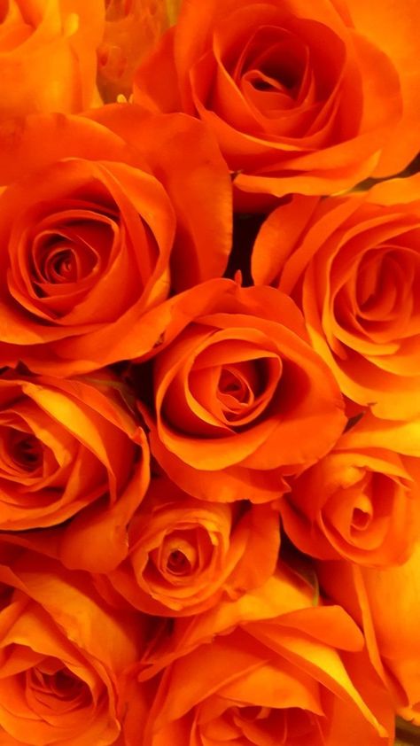 Orange Roses Wallpaper, Orange Flowers Aesthetic, Rose Flower Pictures, Fleur Orange, Roses Wallpaper, Cute Mobile Wallpapers, Rose Background, Android Wallpaper Flowers, Aesthetic Fonts