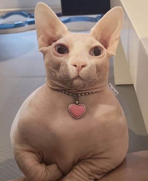 cyberpunk cindy on Twitter: "DEAR GOD CHONKY BINGUS https://t.co/7hXR91dg9e" / Twitter Hairless Cat, Feline, On Twitter, Twitter, Instagram