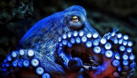 23 Cool Octopus Facts That Are Really Fascinating Water Creatures, Im Blue, Octopus Art, Beautiful Sea Creatures, Underwater Creatures, Underwater Life, Water Life, Sea Shore, Seahorses