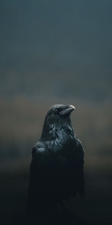 Black Bird, Iphone Wallpaper, Wallpapers, Iphone, Black