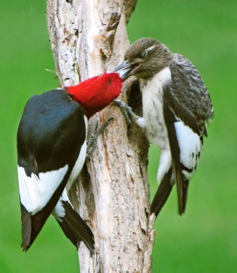 Red Headed Woodpecker, Northern Flicker, Downy Woodpecker, Woodpeckers, White Patches, How To Attract Birds, Tree Trunks, How To Attract Hummingbirds, Black Wings