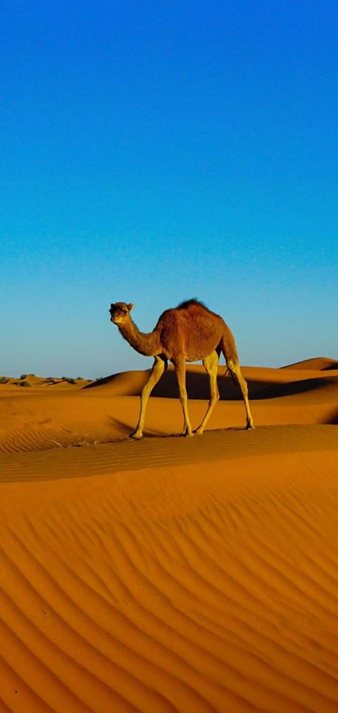 Camel Wallpaper, Wallpaper Gallery, Amazing Photo, Beautiful Animals, Animal Planet, Wild Animals, Animals Beautiful, South Africa, Cool Photos