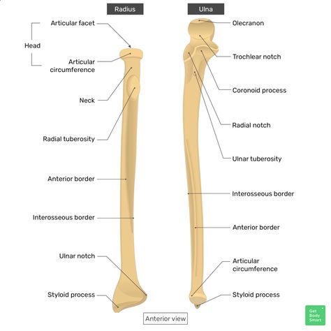 Radius and ulna: Anatomy, landmarks, quiz | GetBodySmart Radius Bone Anatomy, Radius And Ulna Anatomy, Ulna Anatomy, Anatomy Landmarks, Biceps Brachii Muscle, Ulna Bone, Scapula Bone, Anatomical Position, Radius Bone