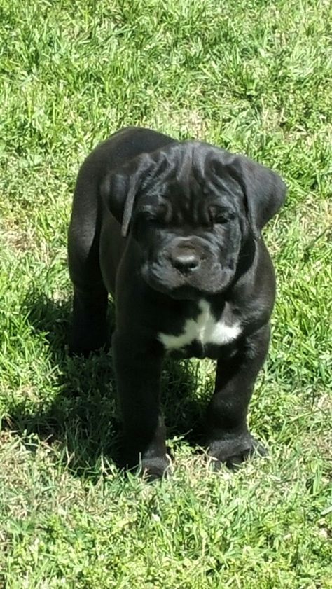 Black Italian Cane Corso Mastiff Black Can Corso, Black Cane Corso Puppy, Can Corso Puppies, Cain Corso Puppy, Puppy Cane Corso, Cane Corso Italian Mastiff Puppies, King Corso Dog Puppies, Cain Corso Mastiff, Baby Cane Corso