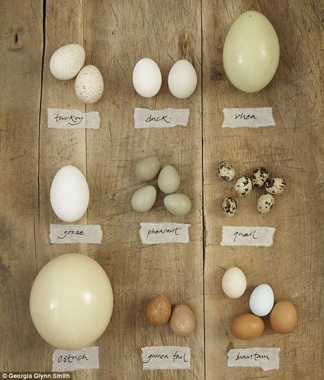 From turkey to bantam to ostrich or quail, the next time you feel like eggs why not try something different? Bird Egg Identification, Pheasant Eggs, Geese Breeds, Backyard Animals, Raising Quail, Raising Farm Animals, Bantam Chickens, Quails, Chicken Health