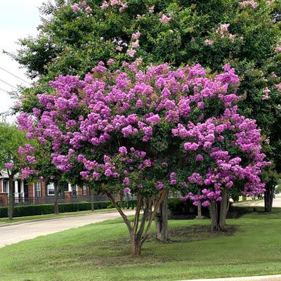 Catawba Crape Myrtle, Crepe Myrtle Trees, Pride Of India, Driveway Entrance Landscaping, Red Rocket, Myrtle Tree, Crepe Myrtle, Pastel Landscape, Crape Myrtle