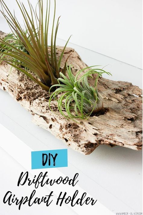 A driftwood airplant holder is a creative way to use driftwood from the beach and display airplants in your home! An easy DIY - you only need a drill and 5 minutes time. #diy #houseplant #homedecor Driftwood Airplant, Air Plant Holder Diy, Diy Air Plant Holder, Driftwood Air Plant, Plant Holder Diy, Air Plants Diy, Arreglos Ikebana, Diy Driftwood, Air Plants Decor