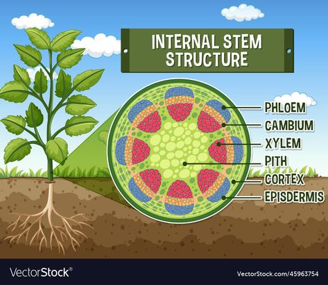 Xylem And Phloem Diagram, Xylem Diagram, Plant Biology, Diagram Illustration, Flowering Trees, School Notes, Plants Flowers, Botany, Biology