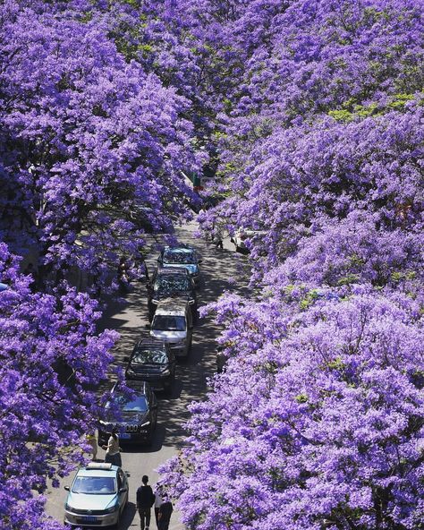 China Scenery, Kunming China, Kunming, Wide World, Beautiful Places In The World, City View, Asia Travel, Purple Flowers, Beautiful Places