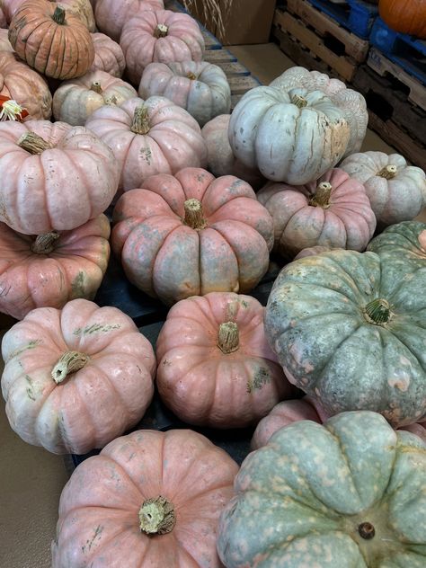 The fairytale pumpkins are always my favorite 🤍 Fairytale Pumpkins, Fairytale Pumpkins Front Porch, Pumpkin Farm Aesthetic, Pumpkin Garden Aesthetic, Candy Pumpkins, Glittery Pumpkins, Pumpkin Candy, Cotton Candy, Pumpkins