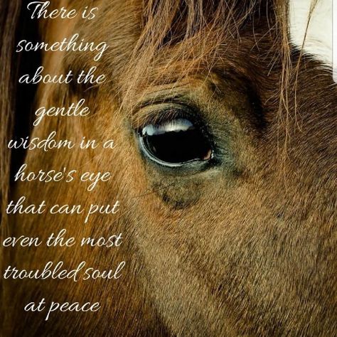 Inspirational Horse Quotes, Horse Riding Quotes, Equestrian Quotes, Equine Therapy, Magical Horses, Horse Info, Therapy Quotes, Horse Rescue, Horse Inspiration