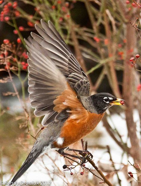 Rosehips and Robin by rdroniuk, via Flickr American Robin Photography, Robin Bird Flying, Robin In Flight, Robin Flying, Robin Tattoo, Robin Pictures, Bird Flying, Spring Animals, American Robin