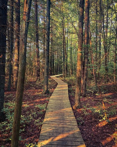 hiking trail in the Pine Barrens of New Jersey New Jersey Nature, Pine Barrens New Jersey, Forest Restoration, Pine Barrens, Morgan Elizabeth, Jersey Day, Delaware Water Gap, Landscape Reference, Reference Pics