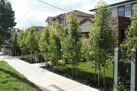 Formal garden ornamental pear trees Ornamental Pear Tree, Garden Screening, Formal Garden, Pear Trees, Pear Tree, Chelsea Flower Show, Garden Trees, Front Garden, Driveway