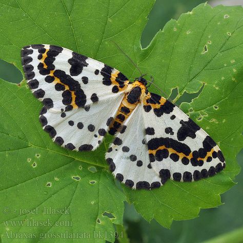 magpie moth, Abraxas grossulariata Beautiful Moths, Moth Caterpillar, Flying Flowers, Cool Bugs, Beautiful Bugs, Butterfly Pictures, Creepy Crawlies, Insect Art, Arthropods