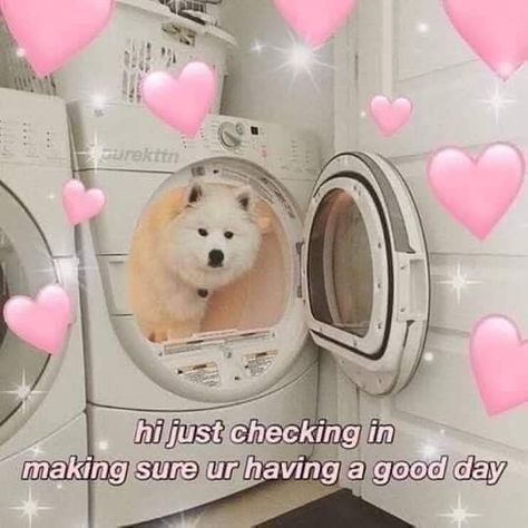 Cute Love Messages, Friends Mood, Wholesome Dog, Mood Meme, Wholesome Pictures, Cute Animal Quotes, Memes For Him, Cute Love Memes, Text Memes