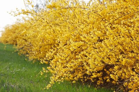 Forsycja Landscaping 101, Forsythia Bush, Pruning Shrubs, Fast Growing Shrubs, Low Maintenance Shrubs, Flowering Bushes, Low Maintenance Landscaping, Garden Shrubs, Low Maintenance Garden