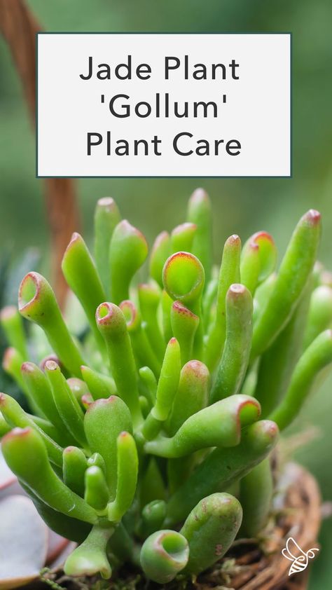 Gollum Jade Plant, Crassula Gollum, Gollum Jade, Jade Plant Care, Jade Succulent, Succulent Species, Snake Plant Care, Jade Plant, Plant Care Houseplant