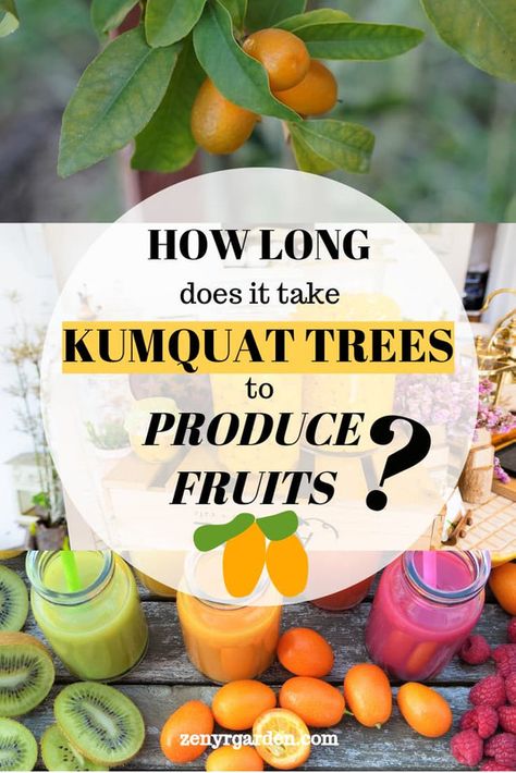 How Long Does It Take A Kumquat Tree to Produce Fruit Kumquat Tree Potted, Kumquat Recipes, Kumquat Tree, Tree Interior, Garden Container, Kinds Of Fruits, Citrus Fruit, Tropical Garden, Fruit Trees