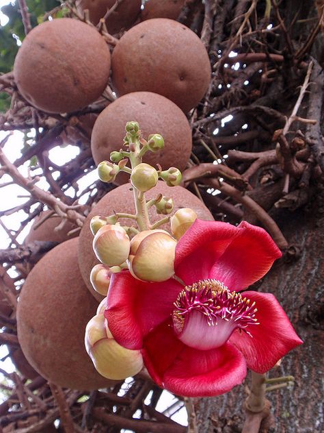 "Cannon Ball Tree" Photographed at the University of Hawai'i at Manoa❤️ Cannonball Tree, Dye Plants, Blue Dye, Old Trees, Beautiful Fruits, Wonderful Flowers, Unusual Plants, Unusual Flowers, Unique Trees