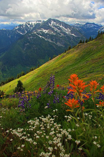 A beautiful flower filled meadow on the south side of the "Schist Cap" near North Bend, B.C. - Justin Brown A Hill, Pretty Places, Aruba, Barbados, Amazing Nature, Belize, Rocky Mountains, Nature Photos, Honduras