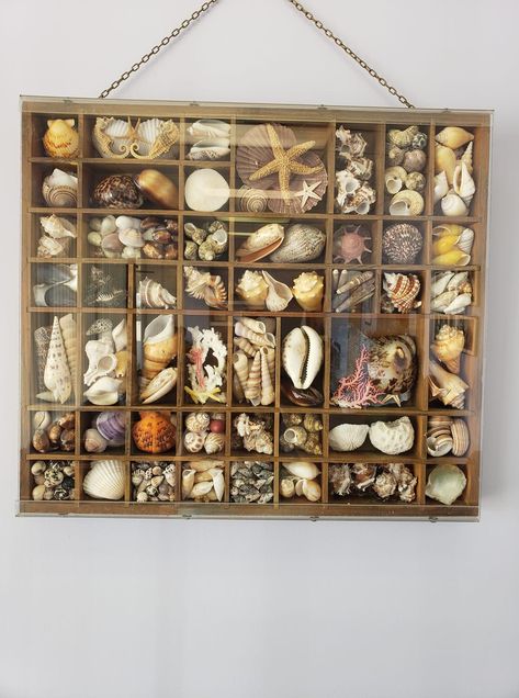 She’ll Display, Ways To Display Shells, Shell Organization, Seaglass Display, Shell Display Ideas, Seashell Display Ideas, Shell Home Decor, Seashell Shadow Boxes, Boho Decor Ideas