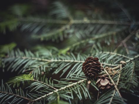 New free stock photo of blur leaves tree #freebies #FreeStockPhotos Siberian Fir, Alpine Forest, Reed Diffuser Oil, Fragrance Oil Burner, Buy Christmas Tree, Snowy Forest, Glass Spray Bottle, Close Up Photography, Natural Perfume