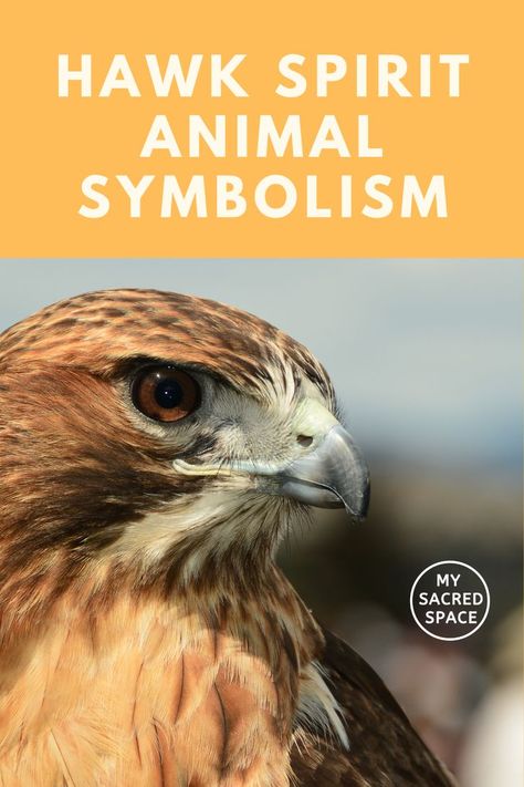 Hawk Meaning, Hawk Spirit Animal, Hawk Spirit, Spirit Animal Meaning, Animal Meanings, Animal Spirit Guides, Shamanic Journey, Animal Symbolism, Your Spirit Animal