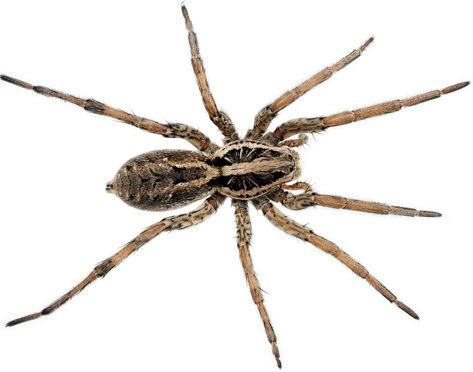 Dangerous Spiders, Spider Fact, Spider Control, Recluse Spider, Brown Recluse Spider, Types Of Spiders, Brown Recluse, Wolf Spider, Insect Species