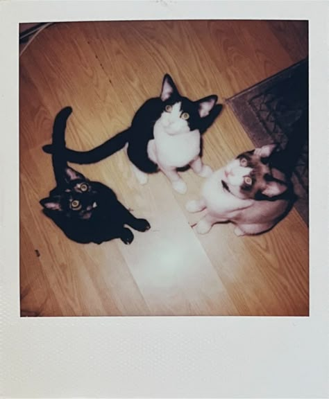 Aesthetic Polaroids, Adorable Aesthetic, Instagram Photos, Instagram