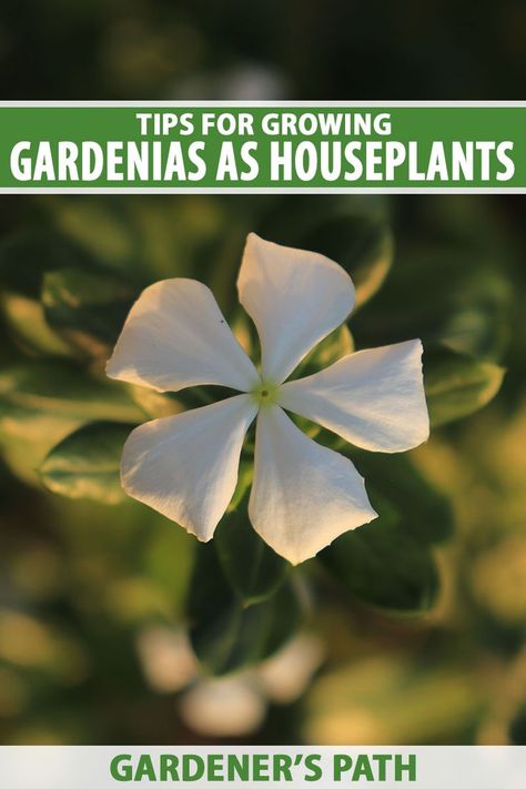 A close up vertical image of a white gardenia flower pictured in evening sunshine on a soft focus background. To the top and bottom of the frame is green and white printed text. Gardenia Indoor, Gardenia Care, Growing Gardenias, Air Cleaning Plants, Plant Care Houseplant, Farm Projects, Growing Plants Indoors, Indoor Flowers, Flowering Shrubs