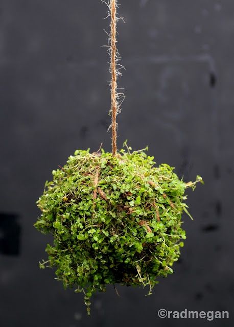 ball of stuff Hanging Moss, String Garden, Hanging Herb Garden, Hanging Gardens, Deco Nature, Plant Ideas, Indoor Gardens, Hanging Plant, Diy Hanging