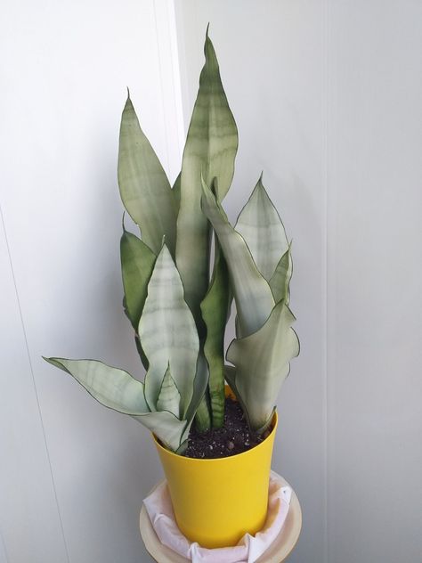 Sansivera Moonshine, Moonshine Snake Plant, Sansevieria Moonshine, Sansevieria Plant, Mother In Law Tongue, Indoor Oasis, Buy Seeds, Green Tone, Plant Decor Indoor