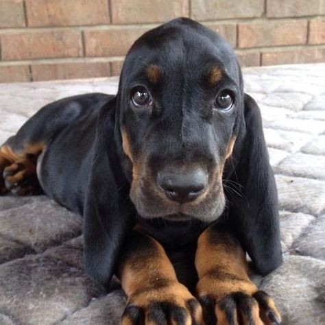 50+ Best Black and Tan Coonhound Dog Names Coonhound Puppy, Black And Tan Coonhound, Hound Puppies, Basset Hounds, Puppies And Kitties, Hound Dog, Beautiful Dogs, Dog Names, Dog Life