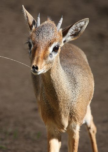 Dik-Dik: There are 4 species of dik-dik, all native to the grasslands of southern Africa. Similar to a mini antelope, they grow to a foot tall at the shoulder. Unlike other antelope, they do not live in herds, but form monogamous pairs that stand guard over their own territory. via smithsonianmag.org #Dik_Dik #smithsonianmag Dik Dik, Animal Reference, Deer Family, Interesting Animals, Oh Deer, African Wildlife, Southern Africa, African Animals, African Safari