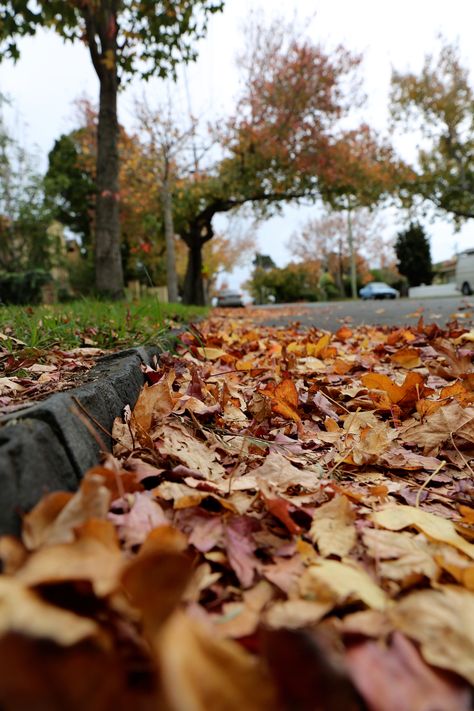 L1M1AP3 - Composition - Viewpoint. Mode: AUTO, 1/125, F5.6, ISO 100, WB: AUTO, 24mm. This photo was taken outdoors with natural light on a cloudy day. Focus is on Autumn leaves from the ground, the photo was taken lying down. The tree on the background seems more interested and magnificent from this perspective, even if it's slightly out of focus. Out Of Focus Photography, Viewpoint Photography, Rule Of Thirds Photography, Atmospheric Perspective, Photography Journey, Focus Photography, Rule Of Thirds, Out Of Focus, A Level Art