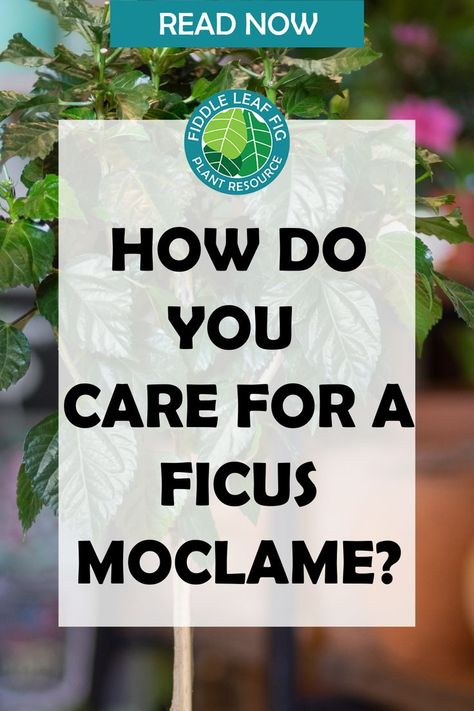 Ficus Moclame is an evergreen ornamental plant, suitable for both outdoors and indoors. It’s a relatively rare plant with lovely, glossy emerald green oval leaves. This exclusive Ficus plant possesses air-purifying qualities and absorbs airborne toxins from the surrounding environment. Ficus Moclame, Ficus Plant, Natural Plant Food, Fiddle Leaf Fig Tree, Green Inspiration, Air Purifying, Green Oval, Fiddle Leaf, Tree Care