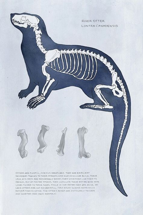 River otter Otter Anatomy, Otter Art Reference, Otter Skeleton, Otter Drawing Sketches, Skeleton Drawing Easy, Otter Concept Art, Sea Otter Sketch, Otter Poster, Otter Monster