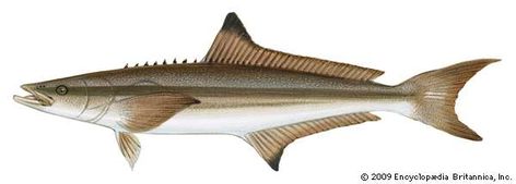 Cobia (Rachycentron canadum) Rasboras Fish, Cobia Fish, Barracuda Fish, Dreamy Ocean, 150 Pounds, Rare Fish Deep Sea, Baracuda Car Plymouth Barracuda, Terra Nova, Baracuda Car 1970