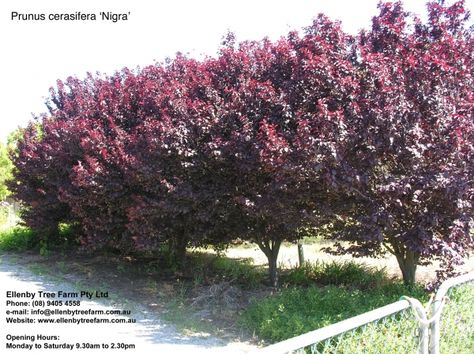 Lovely colour Planting Plan, Cherry Tree, Black Cherry, Beautiful Tree, Colour Schemes, Garden Styles, Lovely Colors, Curb Appeal, Perennials