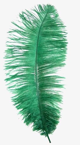 Blue Feather, White Background, Emerald, Green, Blue, White