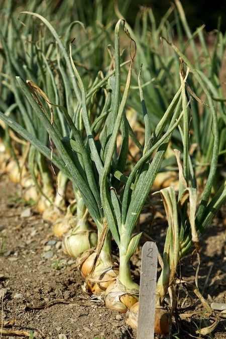 Dream Garden Vegetable, Planting Onion Sets, Faux Outdoor Plants, Onion Garden, Backyard Diy Ideas, Wallpaper Food, Dream Backyard Garden, Growing Onions, Vegetable Pictures