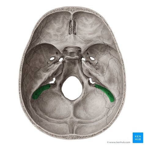 Groove for sigmoid sinus (Sulcus sinus sigmoidei); Image: Yousun Koh Occipital Bone, Human Skull Anatomy, Sphenoid Bone, Head Muscles, Maxillofacial Surgery, Vertebral Artery, Human Physiology, Occipital Lobe, Nasal Septum