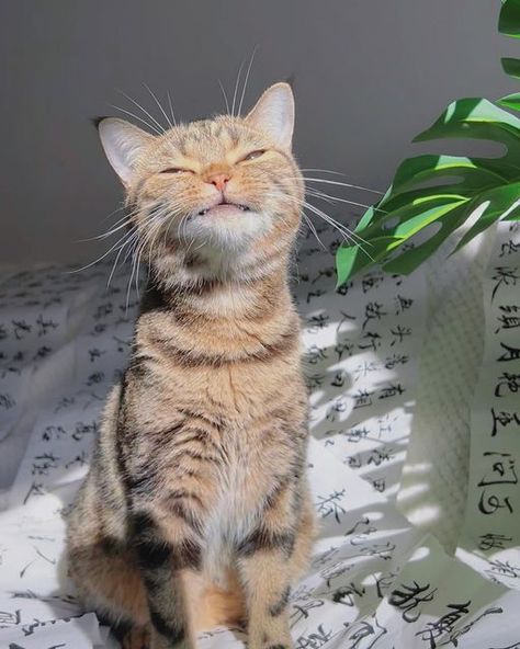 Meowing Cats 🐈 on Instagram: "Sunshine 😻 📷; @fortuneisacat" Best Cat Litter, Baby Blue Aesthetic, Most Beautiful Cat Breeds, Drawing Tablet, Cat People, Cat Aesthetic, Animal Companions, Beautiful Cat, Pretty Cats