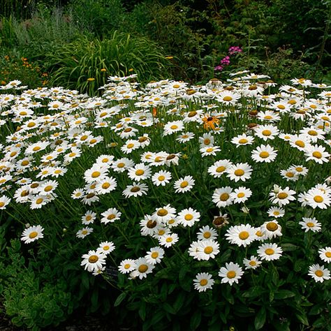 Leucanthemum × superbum 'Becky' ('Becky' shasta daisy) - Front walkway, Back rock garden, Driveway turn Shasta Daisy, Late Summer Flowers, Perennial Border, Fine Gardening, Landscape Plan, Pollinator Garden, Daisy Flowers, Garden Care, Perennial Garden