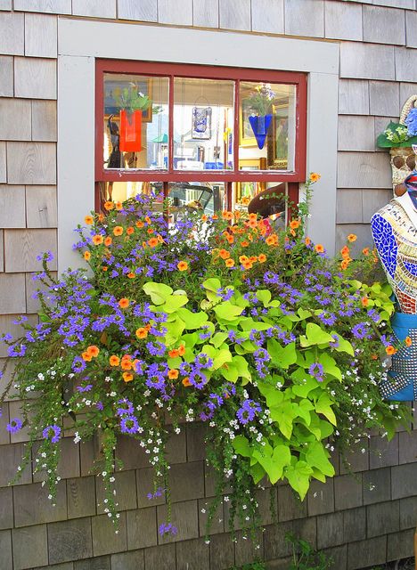 Great color combo - chartreuse sweet potato vine, blue scaevola, white bacopa and orange diascia or calibrachoas. Terraced Garden, Garden Board, Southern Porches, Sweet Potato Vine, Potato Vines, Gothic Garden, Backyard Landscape, Cottage Gardens, Flowers Gif