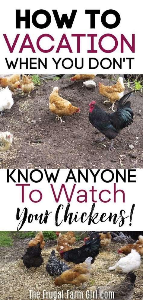 Small Chicken Coop For 2 Chickens, Chicken Run Hiding Places, Building Chicken Run, Chicken Scraps Bucket, All Things Chickens, Low Maintenance Chicken Coop, Chicken Coop Fence Ideas, Chicken Coop In Barn, Chicken Garden Ideas