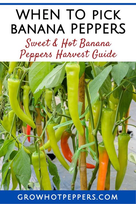 when to pick Banana peppers Hot Banana, Recipes With Banana Peppers, Sweet Banana Peppers, Growing Hot Pepper, Hot Banana Peppers, How To Grow Bananas, Banana Peppers, Hot Peppers, Garden Stand