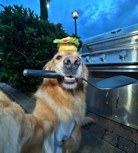 Happy National Cheeseburger Day 🍔 ***The burger and beer are just props*** #dogselfies #dogsofinstagram #goldenretriever #dogsoforlando #dogsofflorida Dog Barking Sound, National Cheeseburger Day, Dog And Owner, Dog Breeds List, Dog Day Afternoon, Dog Anatomy, Super Cute Puppies, Very Cute Dogs, Really Cute Dogs